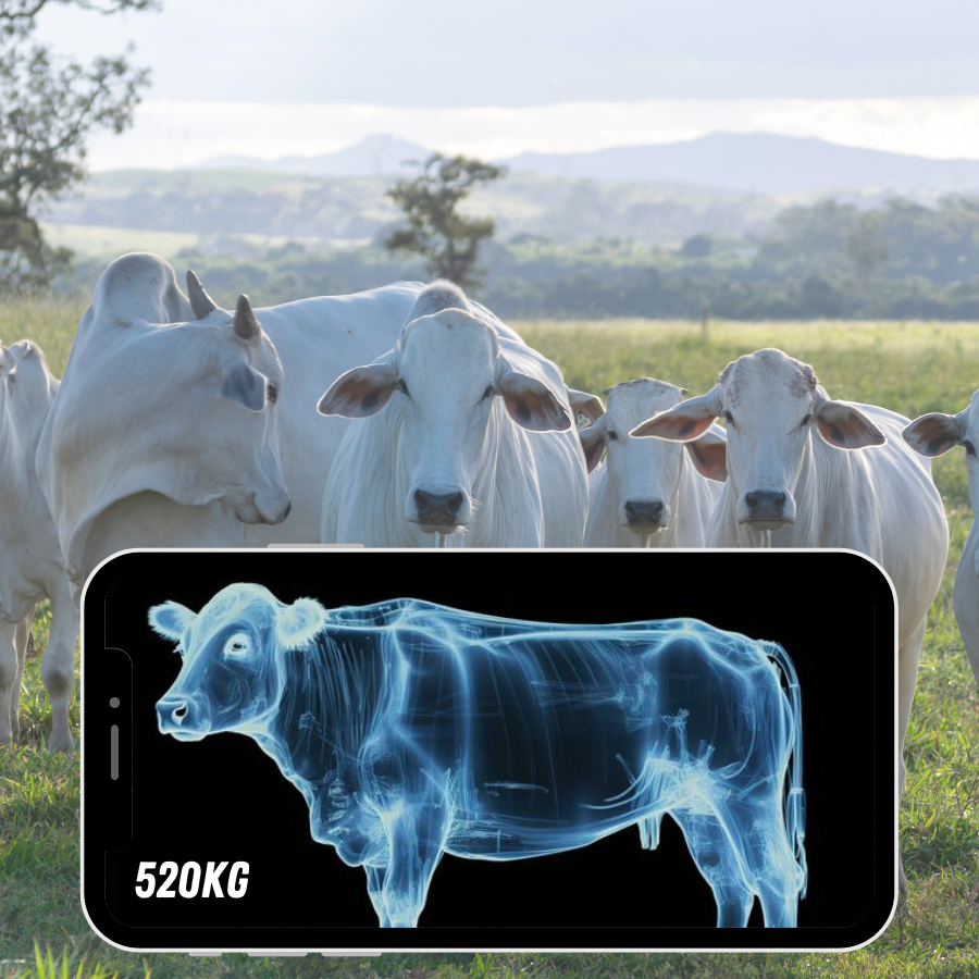 Cattle Weighing App with Cell Phone
